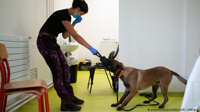 BG Hunde sollen Corona Erkrankung aufspüren (picture-alliance/abaca/R. Lafargue)