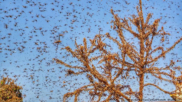 Swarms of locust attack trees in the residential areas of Jaipur, Rajasthan, Monday, May 25, 2020. (picture-alliance/NurPhoto/V. Bhatnagar)