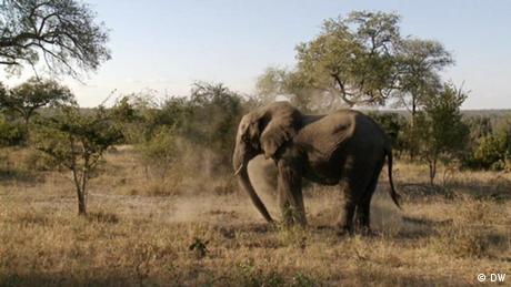 DW Global 3000 | Brasilien Elefant Wildreservat (DW)