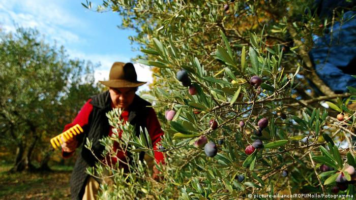 A man tends to his olive grove in Italy