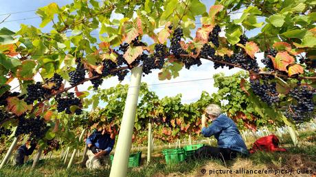 Pickers gather grapes at Ryedale Vineyard in Westow near York