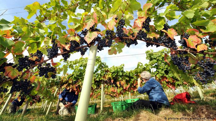 Pickers gather grapes at Ryedale Vineyard in Westow near York