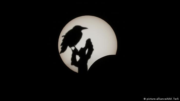 Bird seen as shadow in front of the sun (picture-alliance/AA/I. Terli)