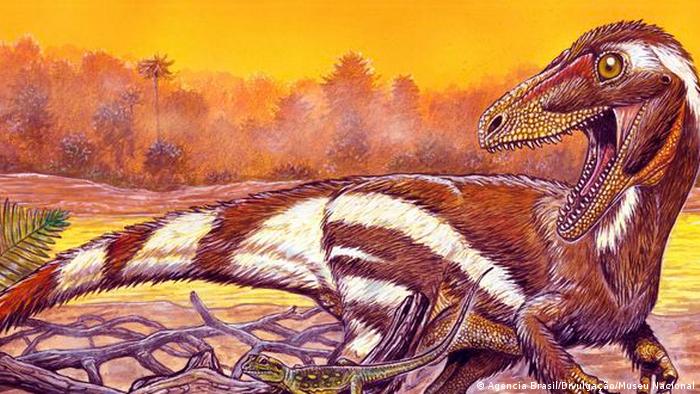 Scientists believe the newly-discovered Aratasaurus museunacionali roamed the Earth 115 million years ago