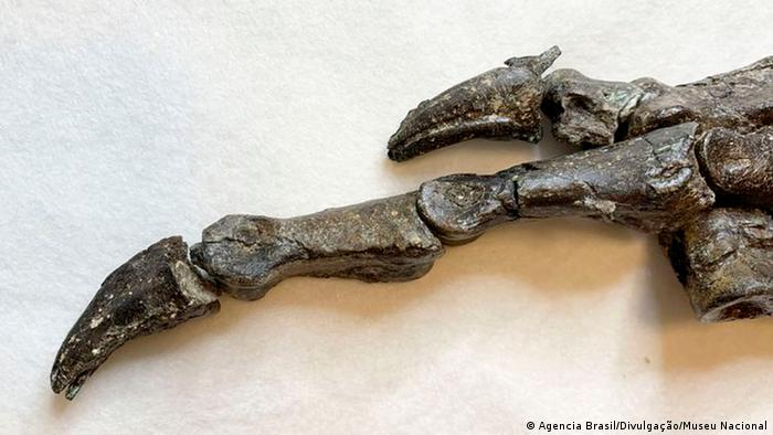 Fossil - claw (Agencia Brasil/Divulgação/Museu Nacional)