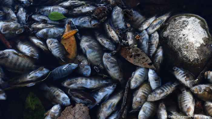 Foto simbólica de peces muertos en Honduras