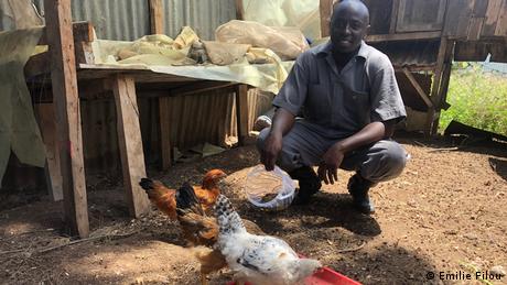 Frederick Kimathi Githua alimenta a sus pollos con larvas de mosca soldado negra.