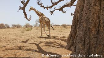La zone de Kouré abrite les derniers troupeaux de girafes d’Afrique de l’ouest. 