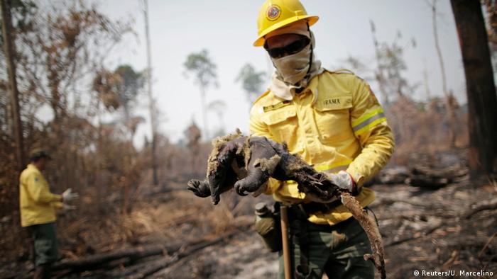 Brigadistas do Ibama recolhem animais queimados em meio a queimada na Floresta Amazônica