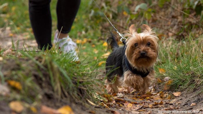 Germany: Dogs must be walked twice a day under new rule | News ...
