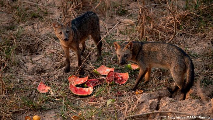 Cachorros-do-mato se alimentam de frutas distribuídas por voluntários no Pantanal