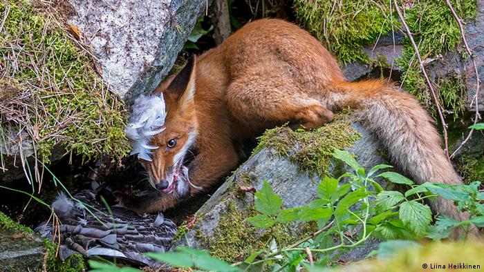 Uma jovem raposa com penas na boca se esconde na floresta