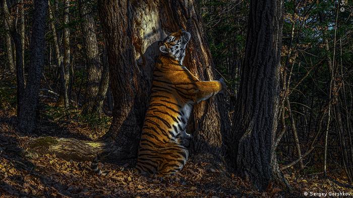 Uma tigresa se esfrega em uma árvore na Sibéria.