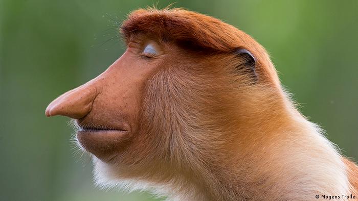 Perfil de um jovem macaco-narigudo (Nasalis larvatus) em A pose, de Mogens Trolle (Dinamarca). A imagem foi uma das vencedoras do Prêmio de Fotografia de Vida Selvagem de 2020 promovido pelo Museu de História Natural de Londres.