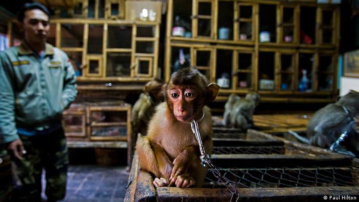 Pequeno macaco acorrentado a uma gaiola dentro de um ambiente fechado