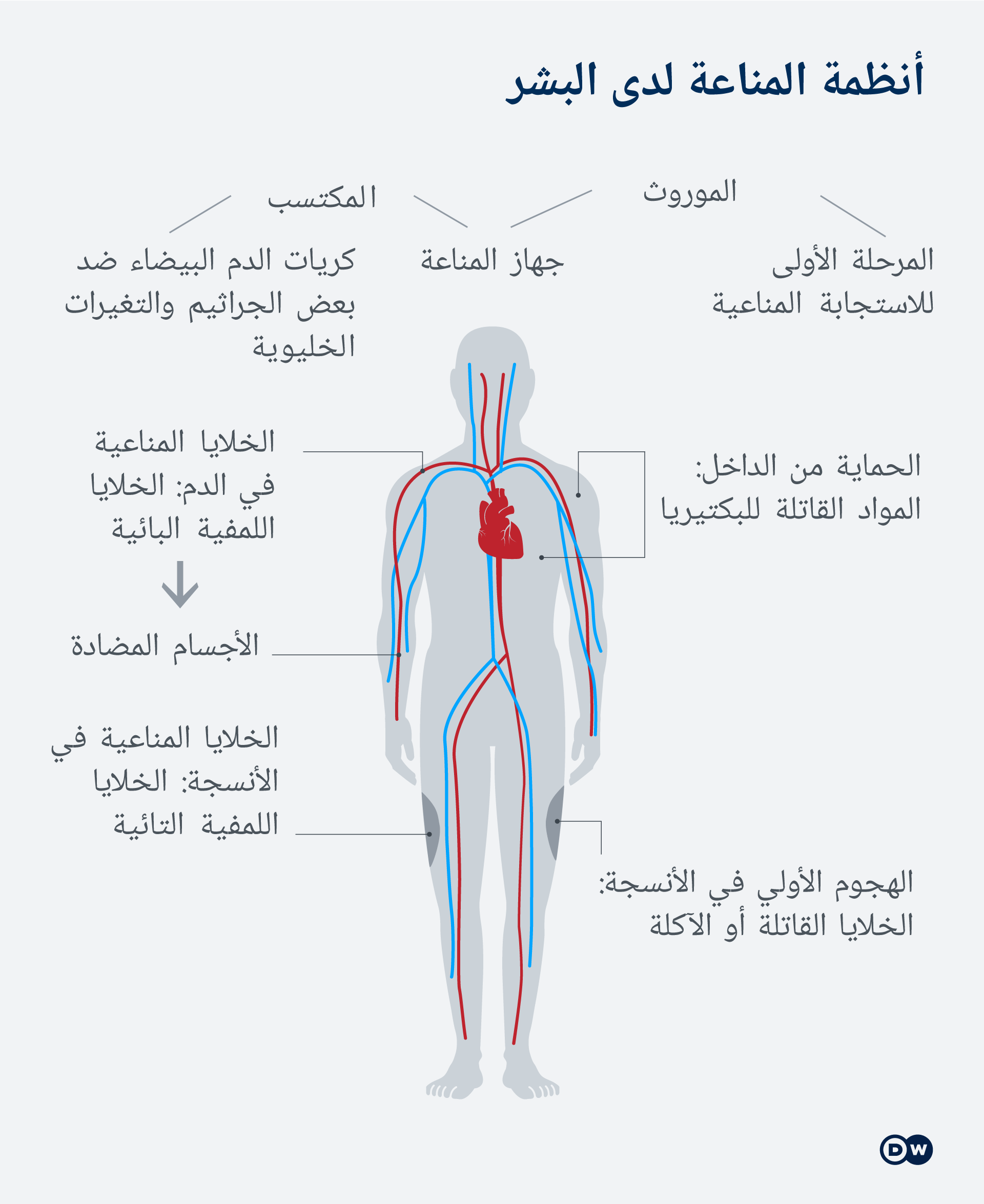 Infografik Das menschliche Immunsystem AR