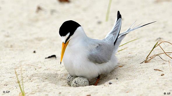Living Planet: Man-made islands for seabirds - Deutsche Welle