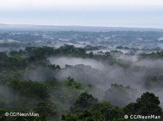 مشاريع رائدة لحماية الغابات المطيرة في غواتيمالا علوم وتكنولوجيا